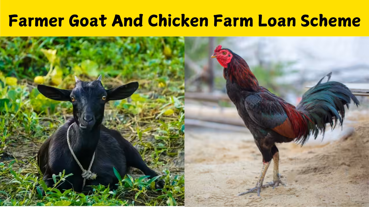 Farmer Goat And Chicken Farm Loan Scheme