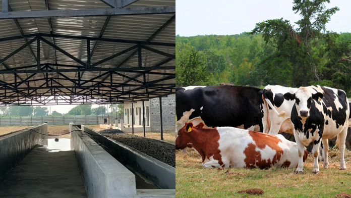 The Cow A Symbol of Nature Agriculture and Sustainable Living